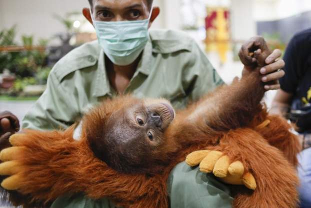 Orangutánbébi