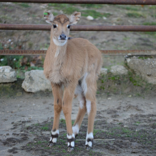 Nilgau antilop