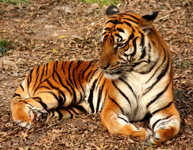 Panthera tigris amoyensis, dél-kínai tigris