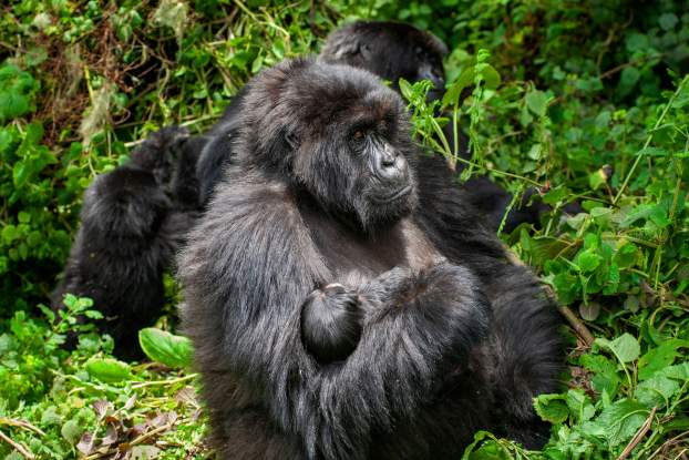 Hegyi gorilla
