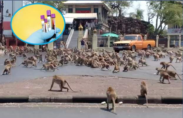 Majmok-India-minta