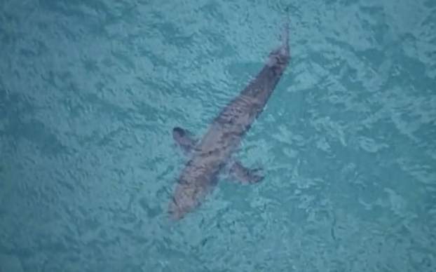Ausztrália cápatámadás