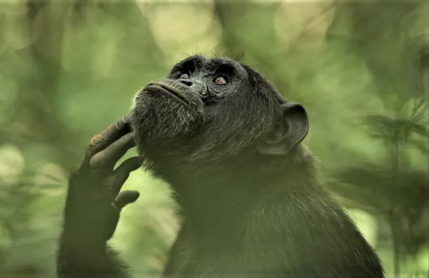 Gondolkodó csimpánz