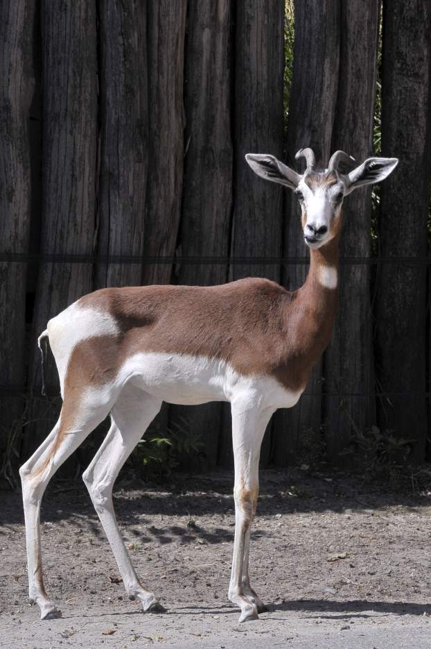 mhorr-gazella Evita