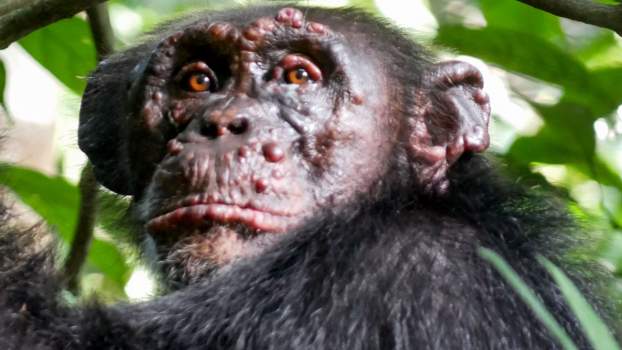 Leprás csimpánz