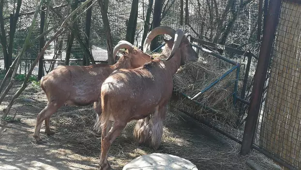 bajmóci állatkert
