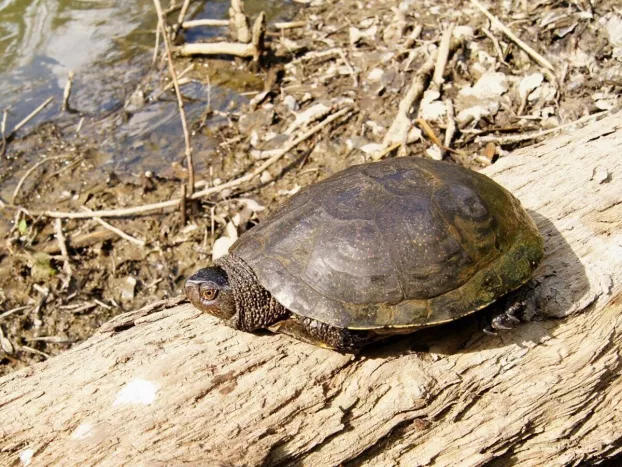 Tajba: a mocsári teknős