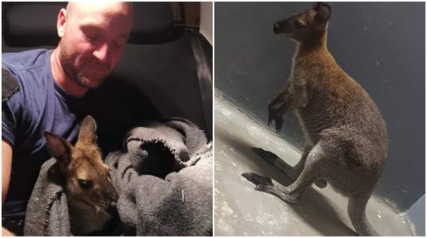 Nem tudni, honnan szökött meg
