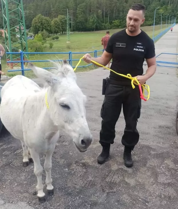 nagyugróci szamár