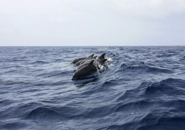 delfin