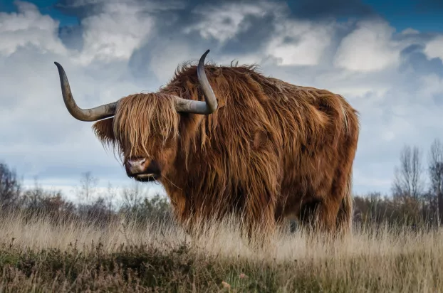 skót felföldi marha bika szarvasmarha