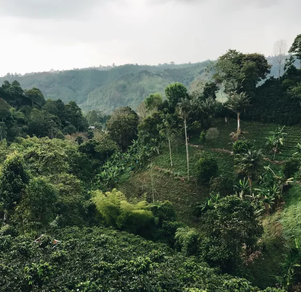 Kolumbia, dzsungel