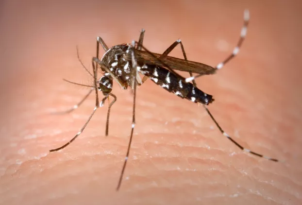 ázsiai tigrisszúnyog Aedes albopictus