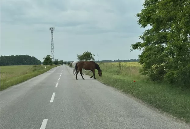 lovak az úton
