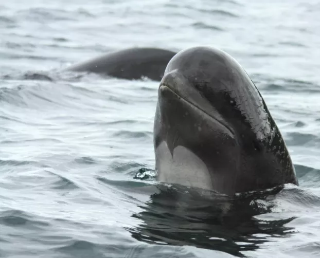 Hosszúszárnyú gömbölyűfejű-delfin
