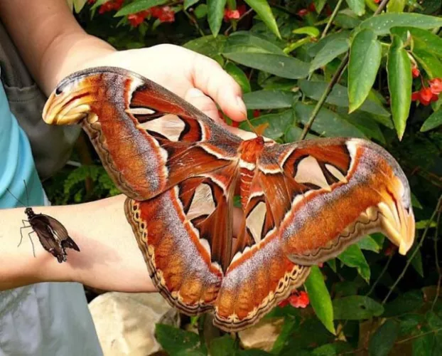 Attacus Atlas