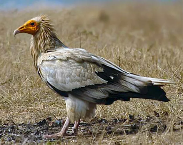 dögkeselyű