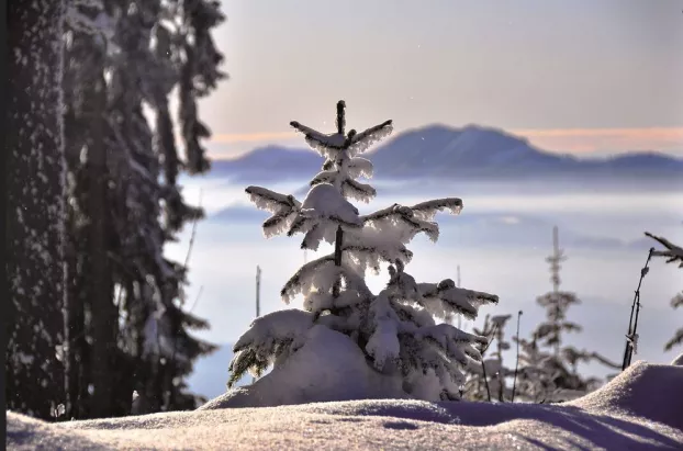 téli táj - havas fenyőfa - Flickr