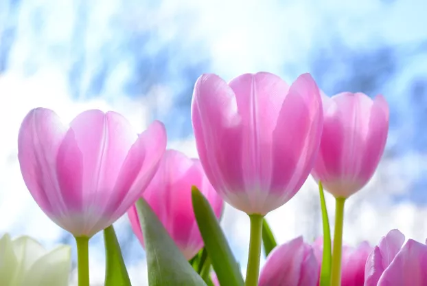 Rózsaszín tulipánok - virágok