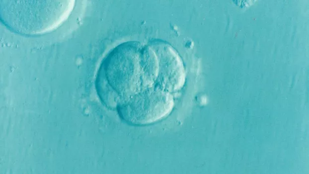 embrió - mesterséges megtermékenyítés