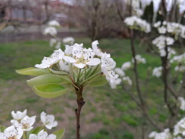 tavaszi virágzás - fák