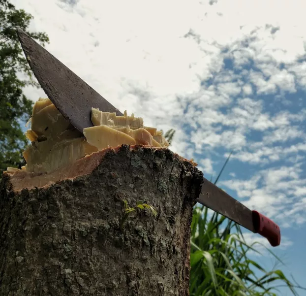 machete