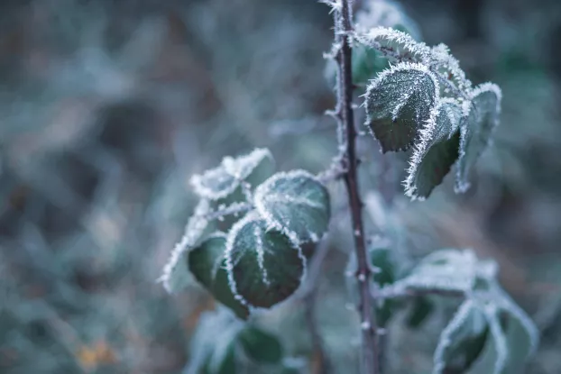 hideg fagy fagyott növény