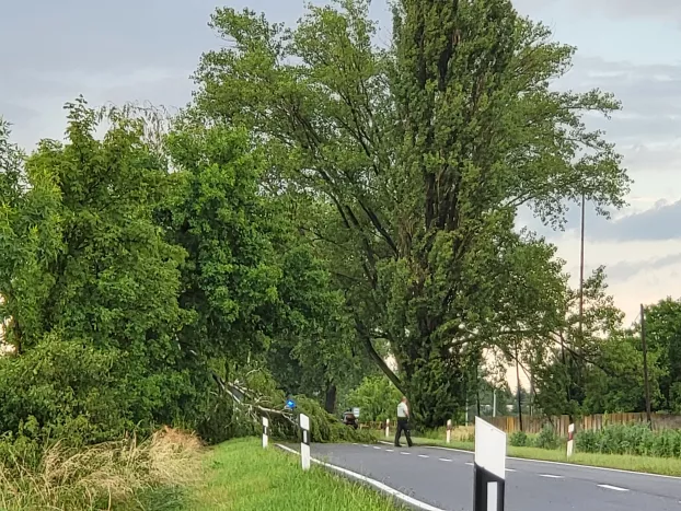 Kidőlt fa