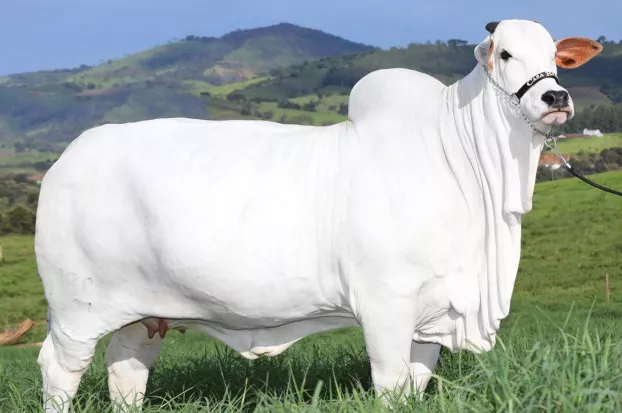 Mara, a világrekorder árú brazil tehén