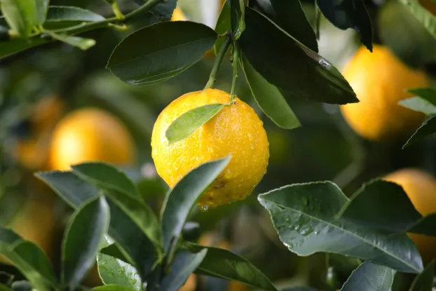 Gábor- citrom