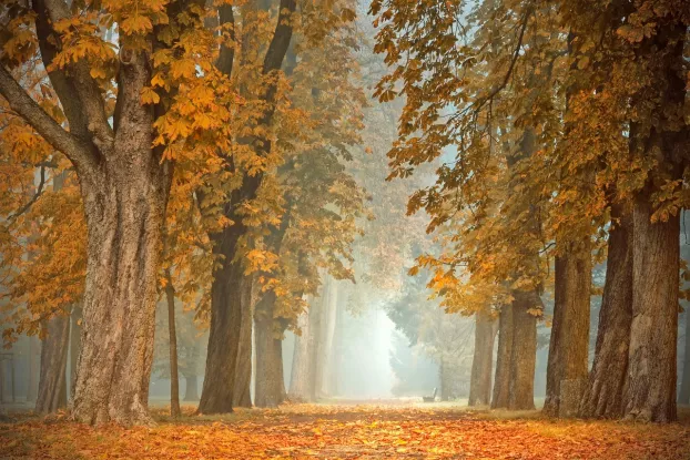 Ősz