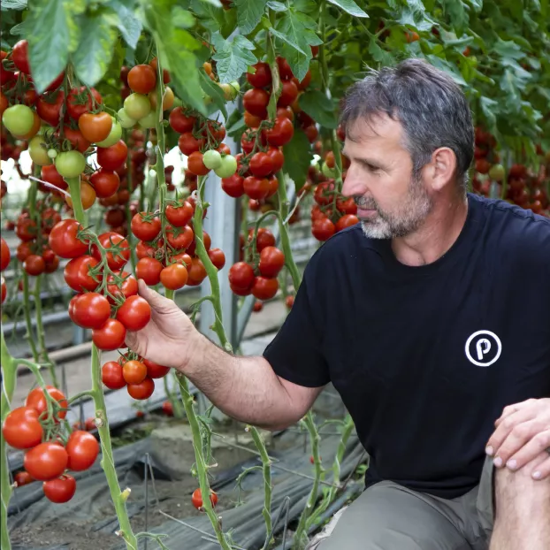 Az Agrofarma Pilling prémium kategóriás paradicsomait Norbert ellenőrzi