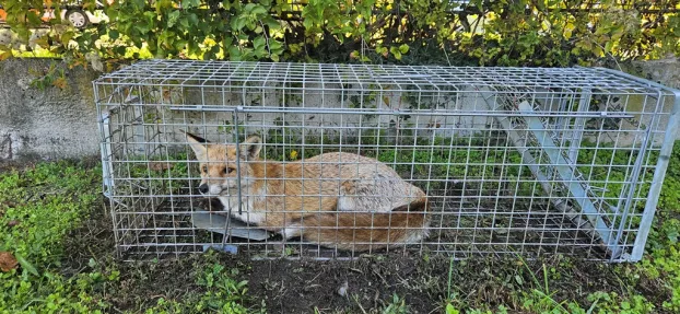 Rókát fogtak a komáromi Eötvös Utcai Alapiskola területén - KÉPEKKEL 