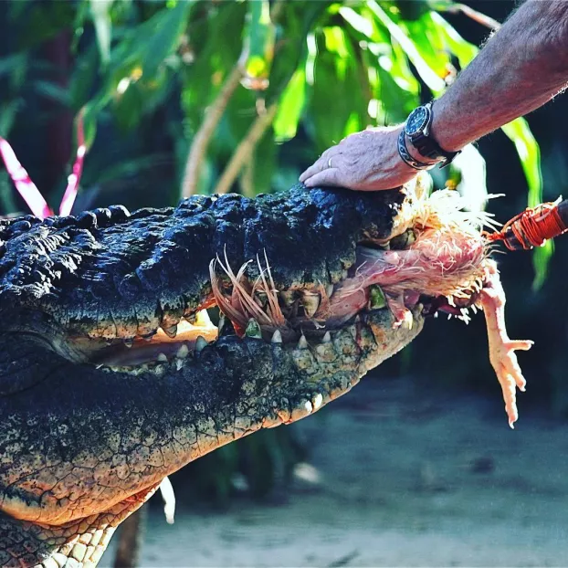 Krokodil