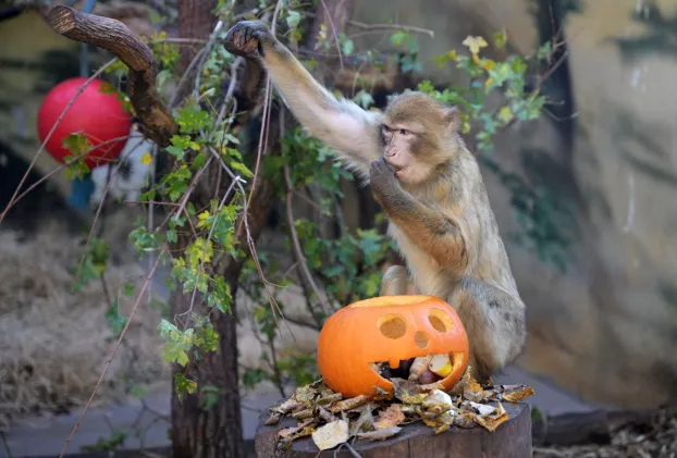 Kassa, állatkert, kassai állatkert, állatok, halloween, tök, töklámpás