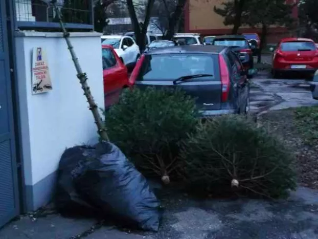 Folyamatban van a kidobott fenyőfák elszállítása Komáromban - KÉPEKKEL