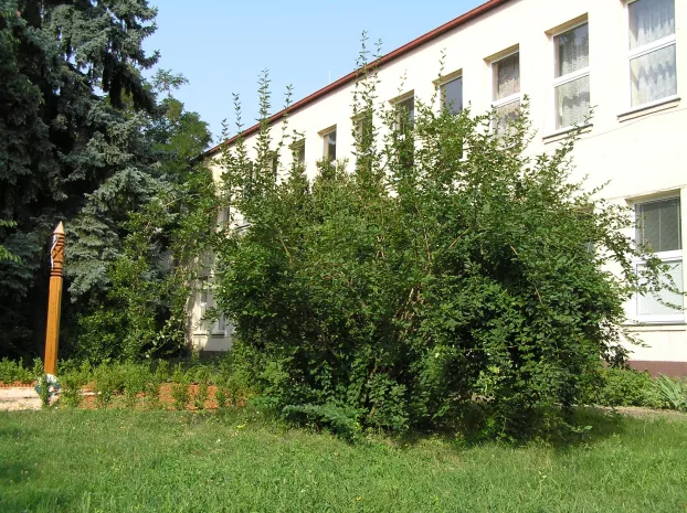 Szenczi Molnár Albert