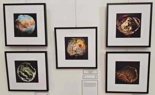 A XXIII. Esztergomi Fotográfiai Biennálé kiállítása a dunaszerdahelyi Kortárs Magyar Galériában 