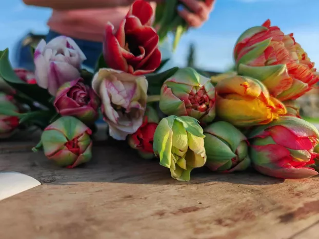 „Szedd magad!” Réka és Dávid barsváradi tulipánkertjében