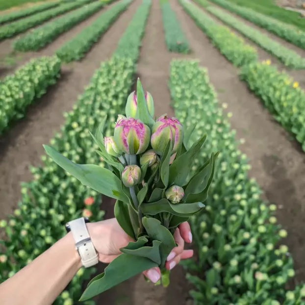 „Szedd magad!” Réka és Dávid barsváradi tulipánkertjében