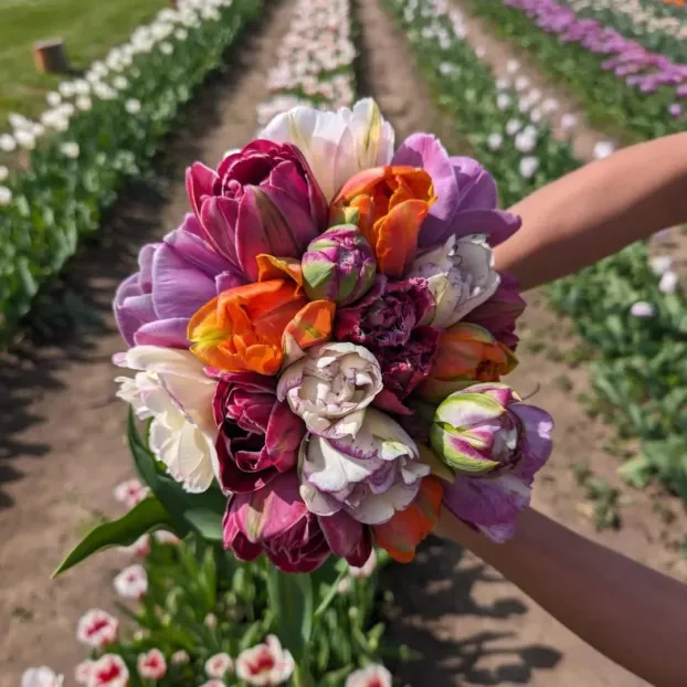 „Szedd magad!” Réka és Dávid barsváradi tulipánkertjében