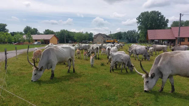 A zsigárdi Habán farm 