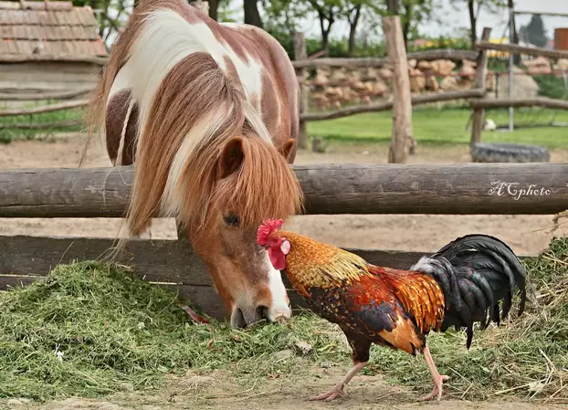 Humanita farm