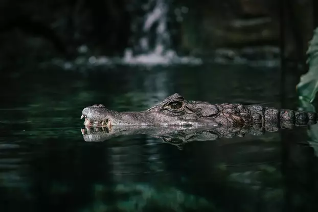 krokodil