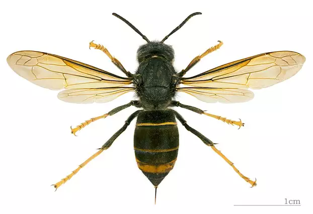 azsiai-lodarazs_vespa_velutina_nigrithorax_mhnt_dos