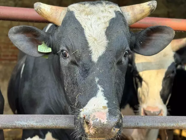 marha - Holstein-fríz