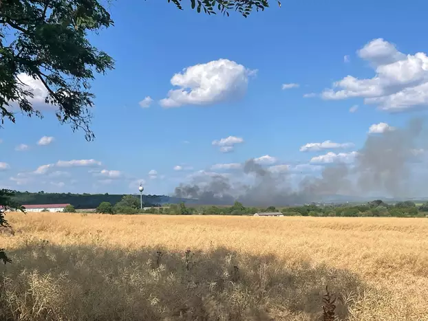 Madar tarlótűz