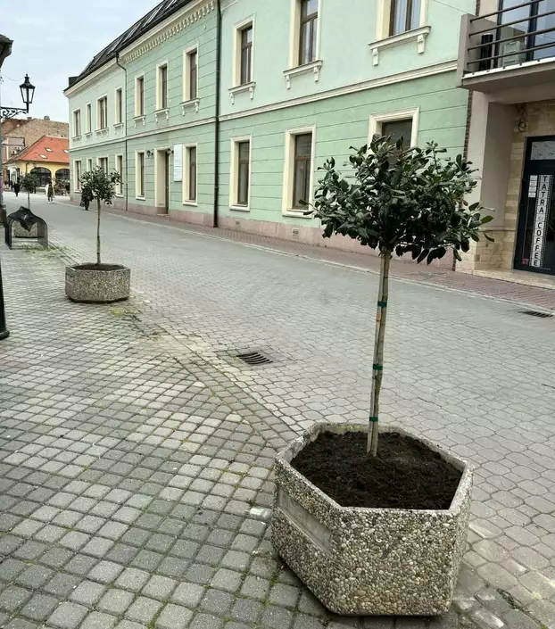 S.O.S.: „A fák is siratják az elveszett lombokat...” – KÉPEKKEL