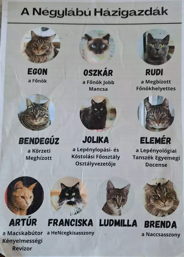 a-diszes-tarsasag