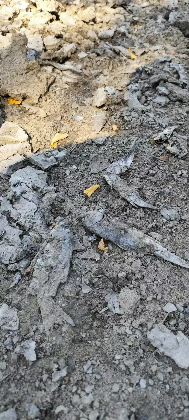 A madari tó is az extrém hőség és csapadékhiány áldozata – KÉPEKKEL